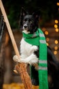 Dog with broom in Halloween. Autumn Hollidays and celebration.