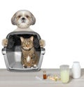 Dog brought his cat friend to the vet clinic Royalty Free Stock Photo