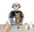 Dog brought his cat friend to the vet Royalty Free Stock Photo