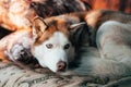 The dog is brown and blue-eyed husky breed. The dog curled up into a ball Royalty Free Stock Photo