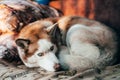 The dog is brown and blue-eyed husky breed. The dog curled up into a ball Royalty Free Stock Photo