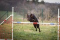 Dog brown Border collie is jumping agility.