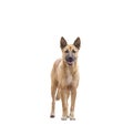 Dog brown breed asia looking