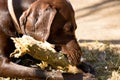 Dog brown color chewing stick and basking in the sun close-up