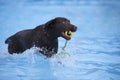 Dog, brown Labrador retriever fetching ball in swimming pool Royalty Free Stock Photo