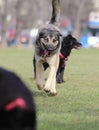 Particoloured Eyes Dog Running in the Park