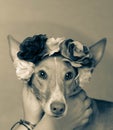 Dog brown posing with flowers in head background of Light colors