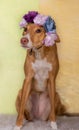 Dog brown posing with flowers in head background of Light colors