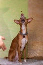 Dog brown posing with open mouth background of Light colors