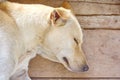 The dog brown sleeps on a wooden plank in the warm morning sun