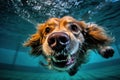 dog brown spaniel swimming underwater. Generative ai Royalty Free Stock Photo