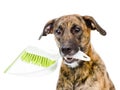 Dog with brush and dustpan. isolated on white background Royalty Free Stock Photo