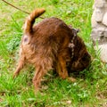 Dog Brussels Griffon on a leash sniffs the grass in the yard.