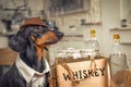 Dog image of mafia prohibition breaker bootlegger with case of homemade whiskey in glass bottles Royalty Free Stock Photo