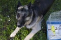 Dog And Budgie Royalty Free Stock Photo