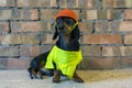 Dog builder dachshund in an orange construction helmet at the brick wall background