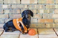 Dog builder dachshund in an orange construction helmet at the brick wall background