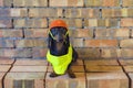 Dog builder dachshund in an orange construction helmet at the brick wall background