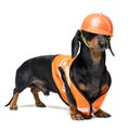 Dog builder dachshund in an orange construction helmet isolated on white background