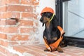 Dog builder dachshund in an orange construction helmet and a vest, against a red brick wall and a dirty window