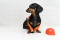 Dog builder dachshund in an orange construction helmet and a vest, against a white brick wall background