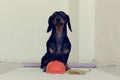 Dog builder dachshund in an orange construction helmet at the white background