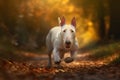 Dog Bull Terrier walking in the park , autumn.