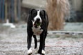 Dog Bulldog Plays in Winter Landscape Royalty Free Stock Photo