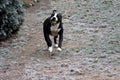 Dog Bulldog Plays in Winter Landscape Royalty Free Stock Photo