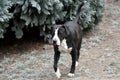 Dog Bulldog Plays in Winter Landscape Royalty Free Stock Photo