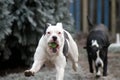 Dog Bulldog Plays in Winter Landscape Royalty Free Stock Photo