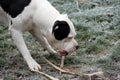 Dog Bulldog Plays in Winter Landscape Royalty Free Stock Photo