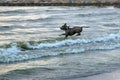 Dog bulldog runs in the sea waves.