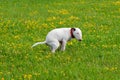 Dog, bullterrier craps in a grass