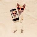 Dog buried in sand selfie Royalty Free Stock Photo