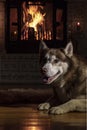 Dog by burning fireplace. Siberian husky dog in mystical twilight in old castle on the background of burning logs