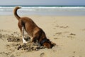 Dog burying his head in the Sand. Royalty Free Stock Photo