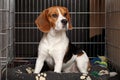 Dog in cage Royalty Free Stock Photo