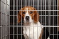 Dog in a cage Royalty Free Stock Photo