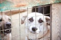 Dog in the cage. Dogs behind bars. Unhappy dog. A dog without owner,  dog shelter. Royalty Free Stock Photo