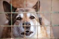 Dog in the cage. Dogs behind bars. Unhappy dog. A dog without owner,  dog shelter. Royalty Free Stock Photo