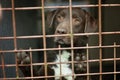 Dog in cage. Sad chocolate labrador lies in an iron box. Concept shelter for dogs, the best friend Royalty Free Stock Photo