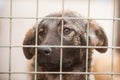 Dog in a cage. Sad puppy, portrait behind bars. Dog shelter, unhappy abandoned dog Royalty Free Stock Photo