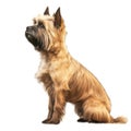 Dog_Cairn_Terrie_Art_Style_Mary_Baker6 Royalty Free Stock Photo