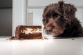 Dog with cake with chocolate on kitchen table.