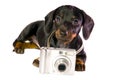 Dog with camera Royalty Free Stock Photo