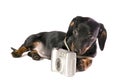 Dog with a camera Royalty Free Stock Photo