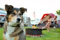 Dog at Campground in Front of Man Playing Guitar Royalty Free Stock Photo