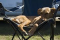 Dog in camping-chair Royalty Free Stock Photo