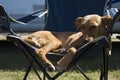 Dog in camping-chair